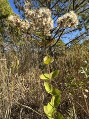 Eupatorium cordigerum