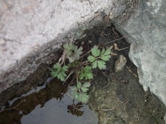 Ranunculus chinensis