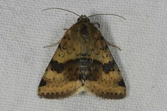 Heliothis viriplaca