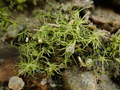 Trichodon cylindricus