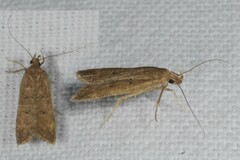 Helcystogramma lutatella