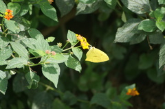 Phoebis neocypris
