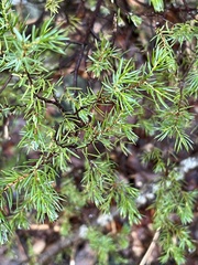 Juniperus communis