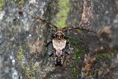 Pogonocherus hispidus