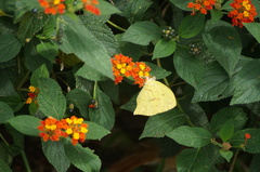Phoebis neocypris