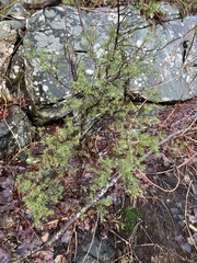 Juniperus communis