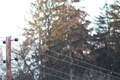 Falco tinnunculus tinnunculus