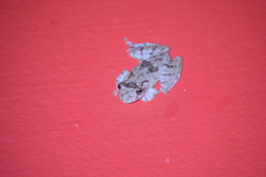 Scinax acuminatus