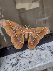 Rothschildia hesperus