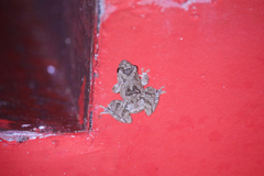 Scinax acuminatus