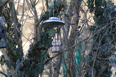 Passer montanus montanus