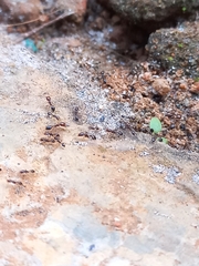 Trichomyrmex mayri