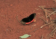 Biblis hyperia