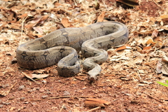 Boa constrictor