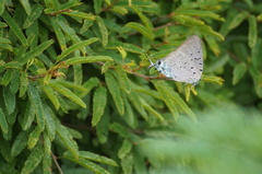 Pseudolycaena marsyas