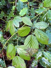Rubus