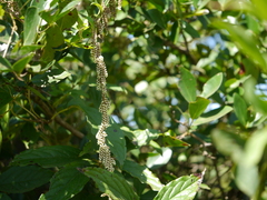 Dioscorea pentaphylla