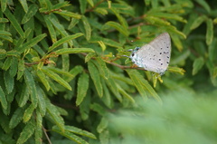Pseudolycaena marsyas