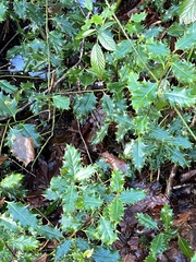 Ilex aquifolium