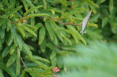 Pseudolycaena marsyas