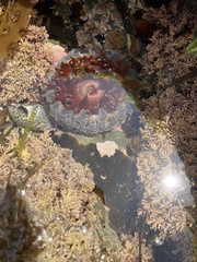 Phlyctenanthus australis