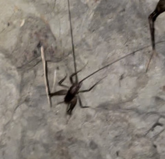 Atachycines apicalis apicalis