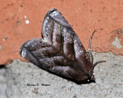 Hemicephalis paulina