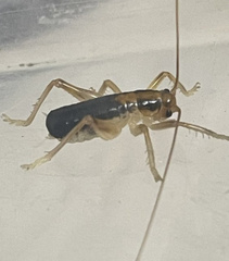 Nippancistroger testaceus