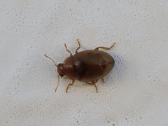 Rhyzobius litura