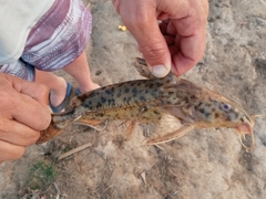 Rhinodoras dorbignyi