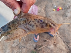 Rhinodoras dorbignyi