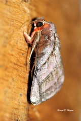 Hemicephalis paulina