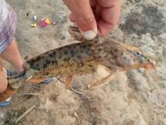 Rhinodoras dorbignyi