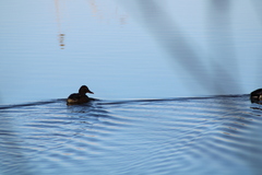 Anas platyrhynchos platyrhynchos