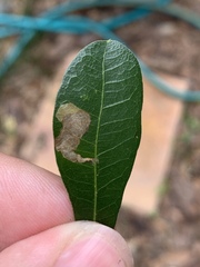 Coptotriche castaneaeella