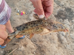 Rhinodoras dorbignyi