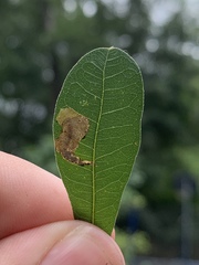 Coptotriche castaneaeella