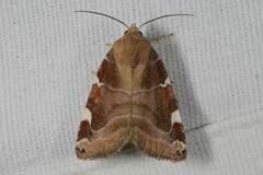 Cosmia diffinis