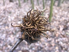 Andricus caputmedusae