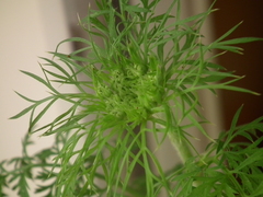 Daucus carota sativus