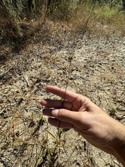 Rhynchospora capitellata