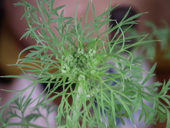 Daucus carota sativus