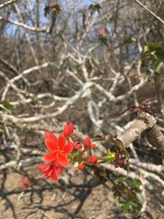 Jatropha nudicaulis