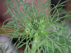 Daucus carota sativus
