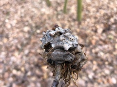 Andricus dentimitratus