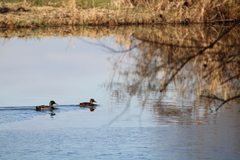 Anas platyrhynchos platyrhynchos