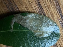 Coptotriche castaneaeella