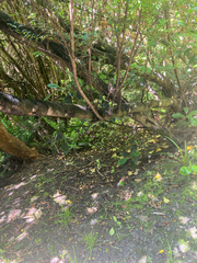 Veronica elliptica