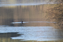 Anas platyrhynchos platyrhynchos