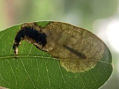 Coptotriche castaneaeella